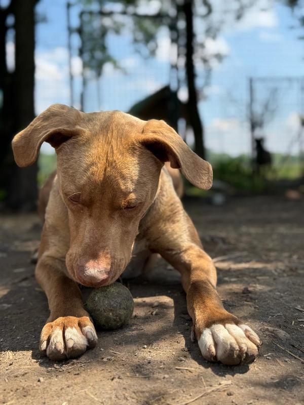 Zoro_Splendido Pitbull Red Nose Foto 4